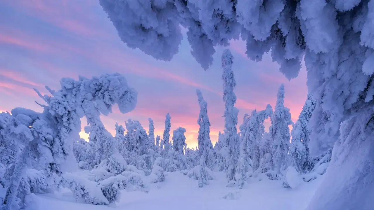 &Aacute;rboles cubiertos de nieve y escarcha bajo un cielo rosado y p&uacute;rpura. Son unas bonitas fotos en la nieve, capturando la magia invernal.