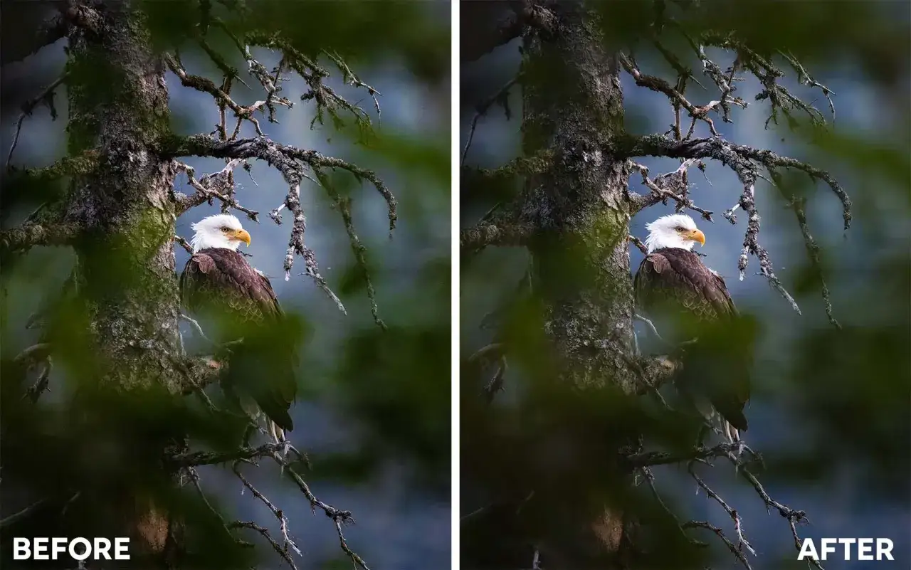 &Aacute;guila calva en un &aacute;rbol, antes y despu&eacute;s de aplicar Topaz Denoise AI para mejorar la nitidez y el detalle.